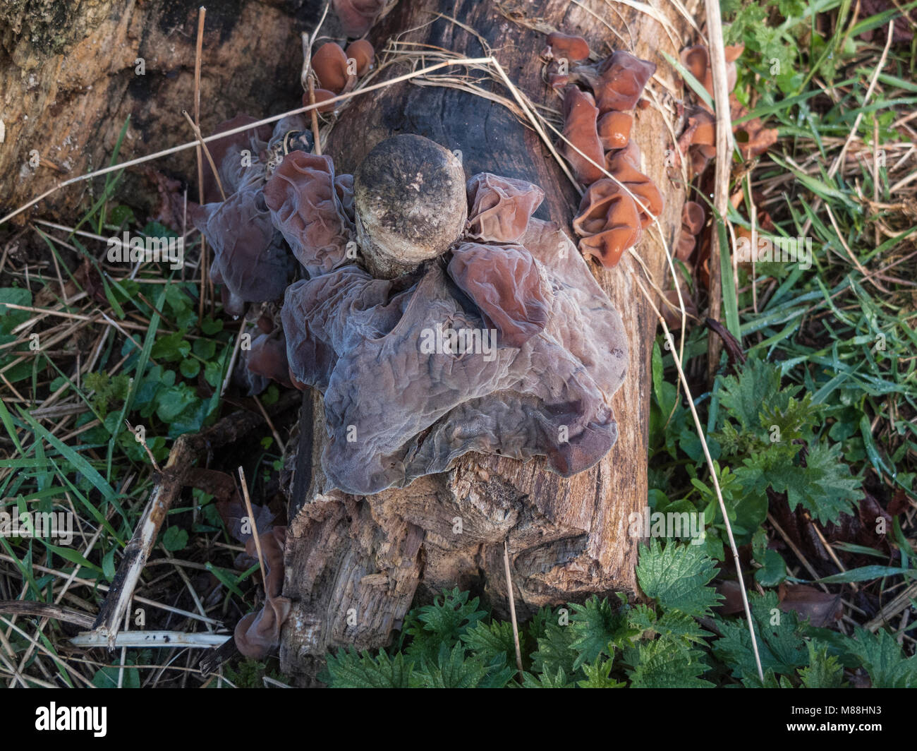 Les grandes oreilles du Juif ou oreille gelée champignon poussant sur le bois mort Banque D'Images