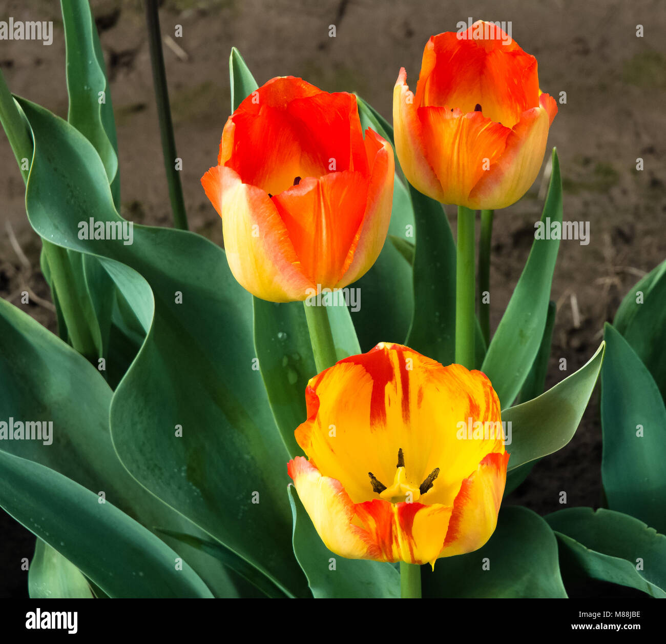 Les tulipes, l'émergence du printemps Banque D'Images