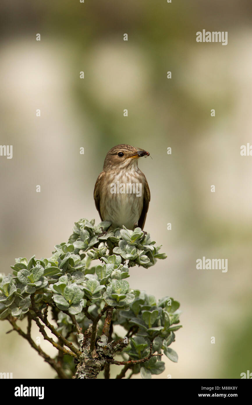Spotted Flycatcher Muscicapa striata, portrait d'adulte seul perché au sommet de l'arbuste à insecte dans le projet de loi. Migrants d'été. Juin, Ecosse Banque D'Images