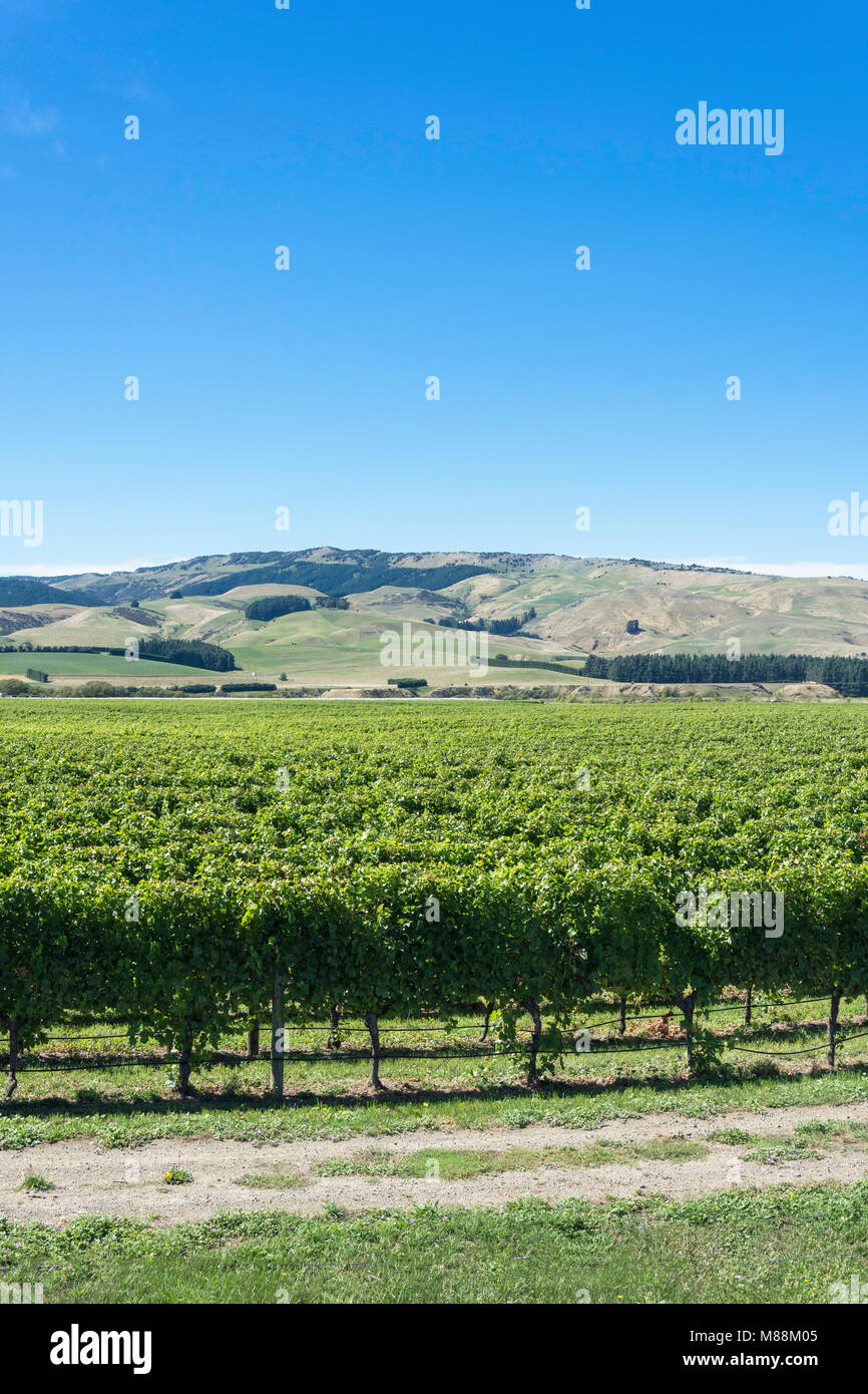 Le bord du cratère Winery, vignobles, Waipara Canterbury Nord, région de Canterbury, Nouvelle-Zélande Banque D'Images