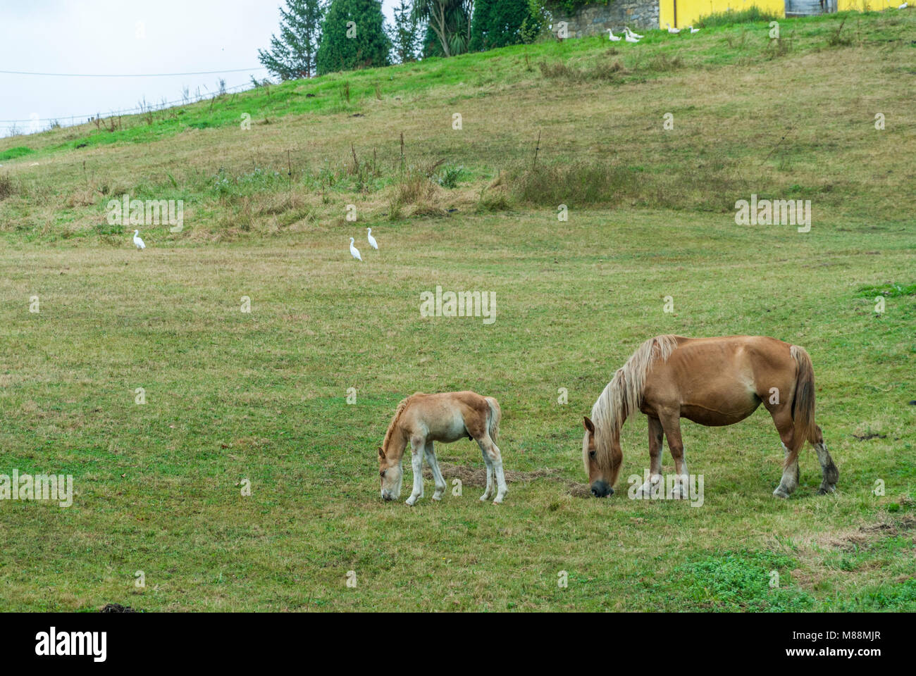 chevaux dans les prairies et les montagnes Banque D'Images