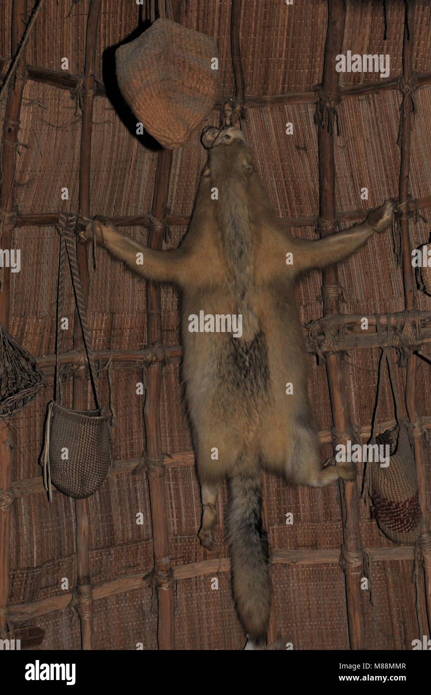Peau d'animal et de paniers suspendus dans un wigwam dans le village indien Powhatan à l'établissement de Jamestown, en Virginie Banque D'Images