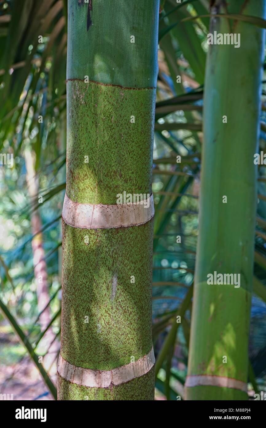 Palm Alexander tige de la plante en libre avec des feuilles en arrière-plan. Banque D'Images