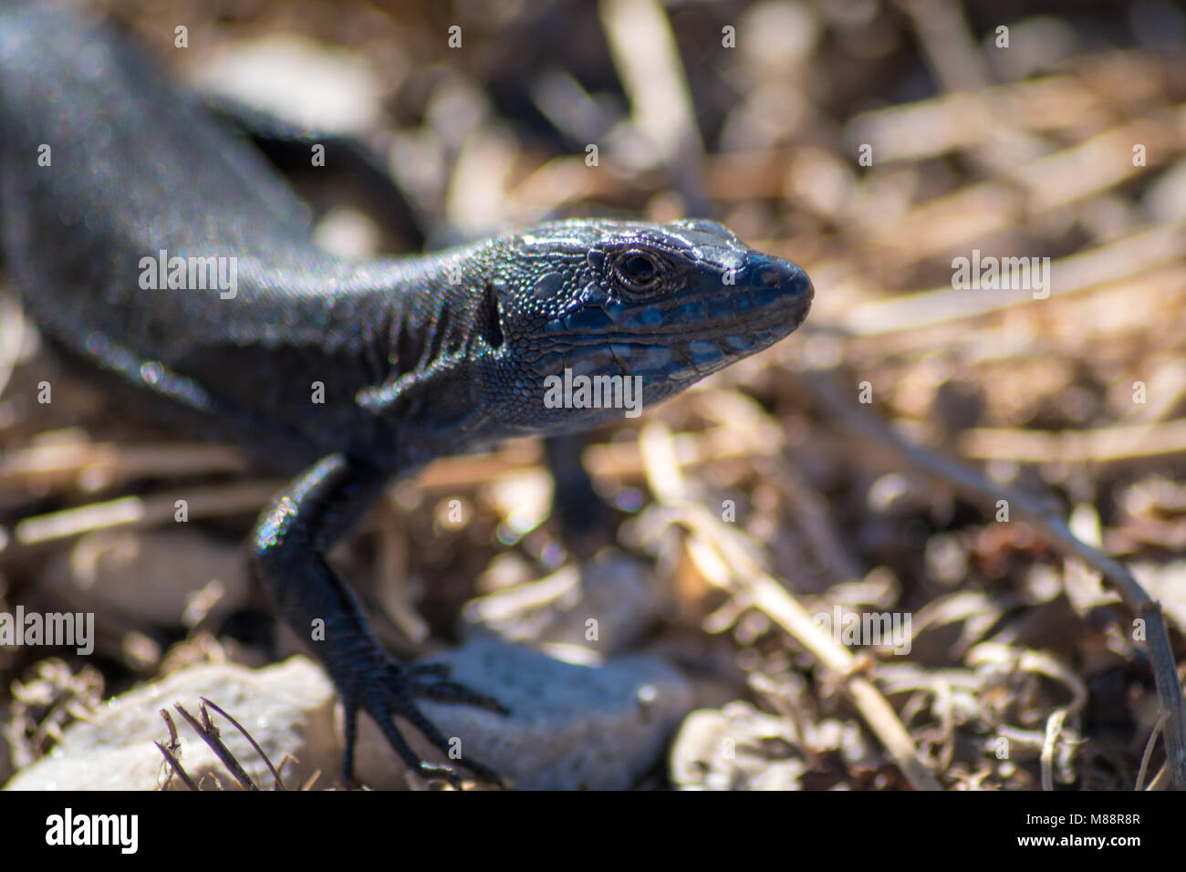 Lézard noir Portrait de Isla del Aire Banque D'Images