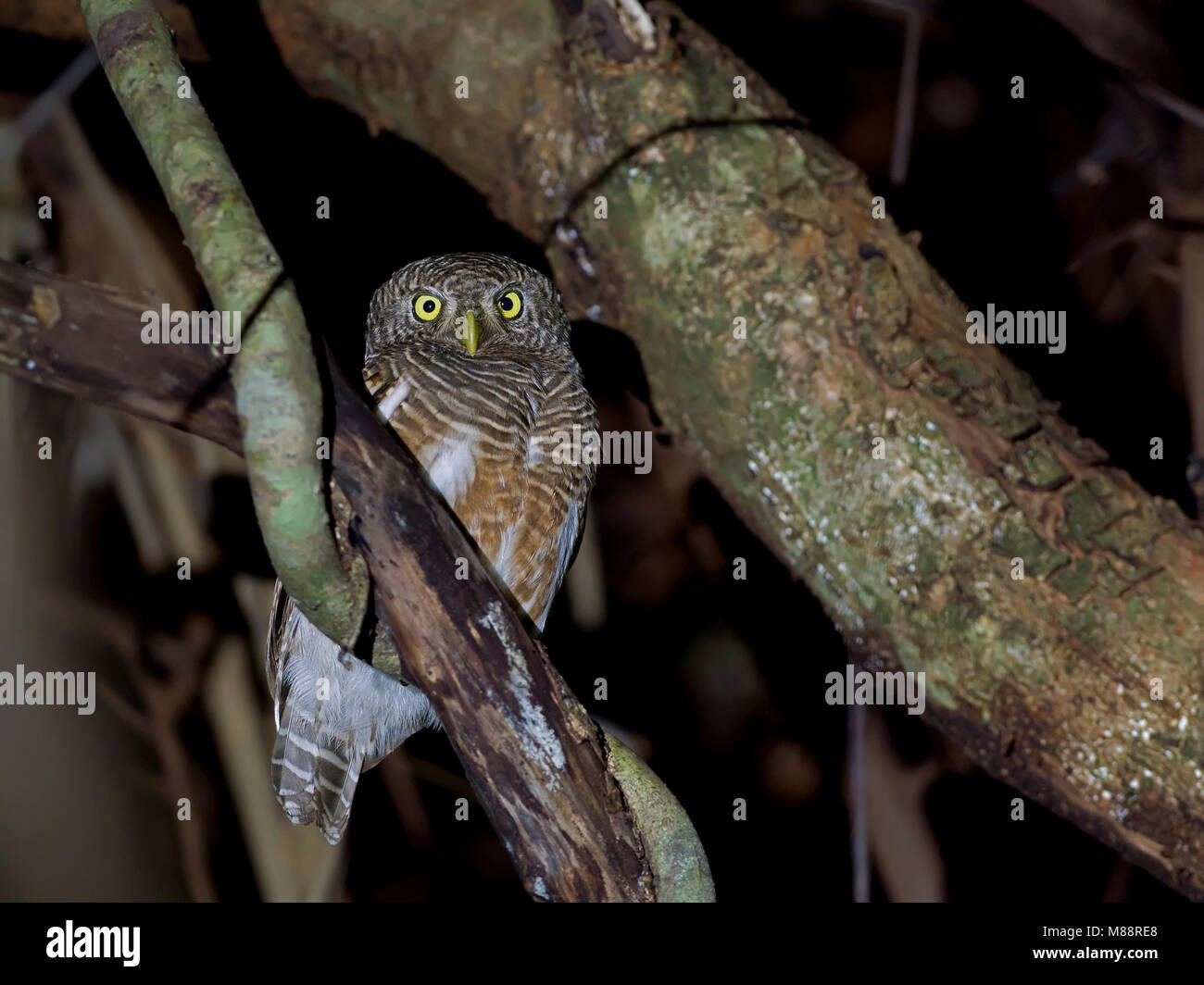 Koekoeksdwerguil, prescription d'Asie, etc. Banque D'Images