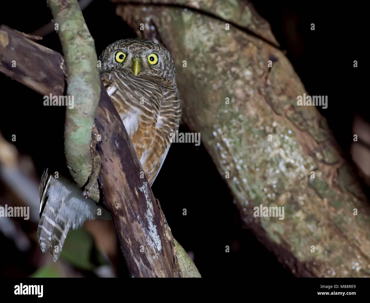 Koekoeksdwerguil, prescription d'Asie, etc. Banque D'Images