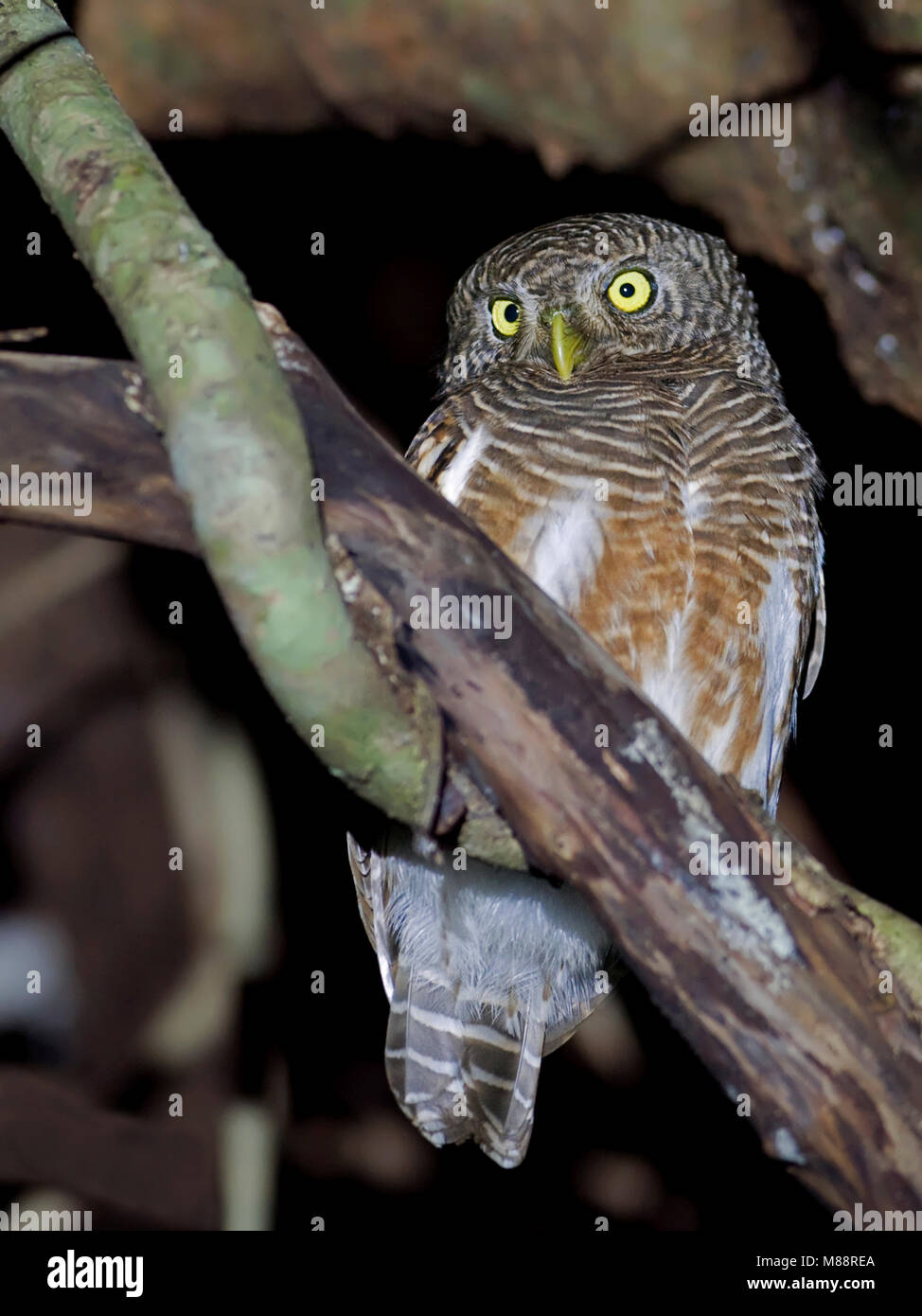 Koekoeksdwerguil, prescription d'Asie, etc. Banque D'Images