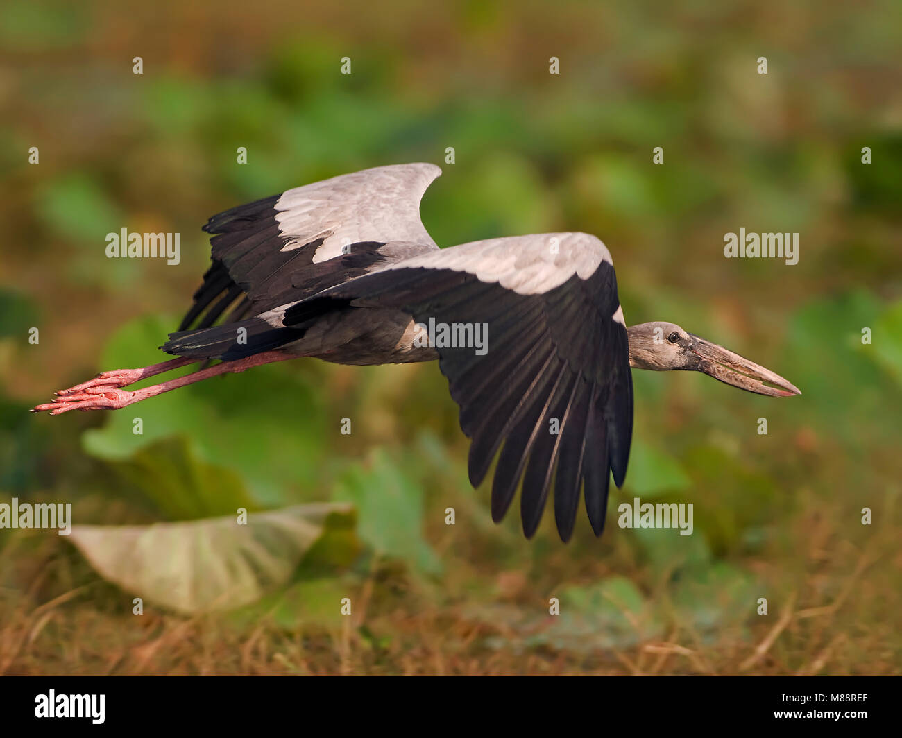 En attendant Indische viaje en avión, Asian Openbill en vol Banque D'Images