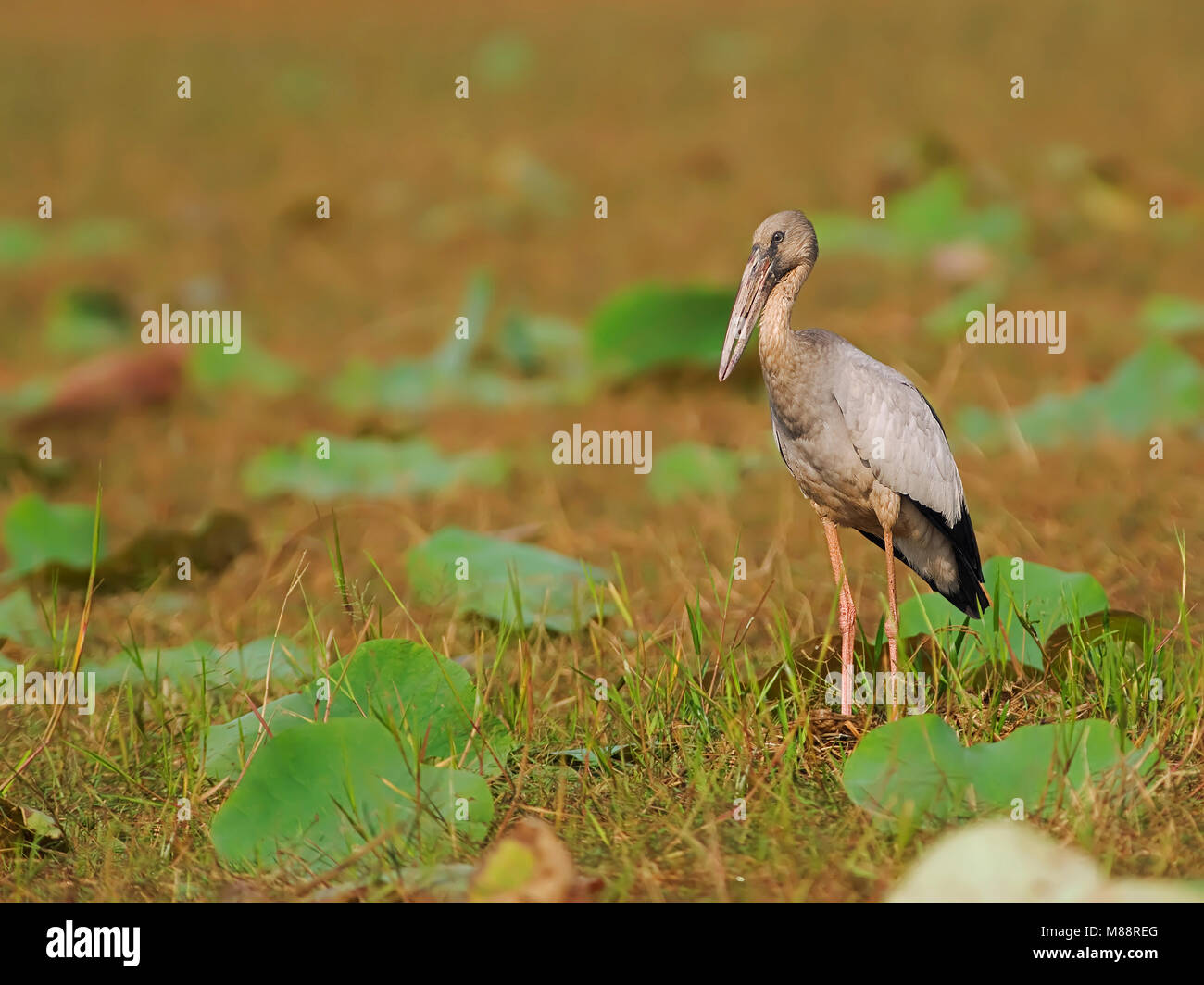 En attendant, Openbillr Indische Asiatique Banque D'Images