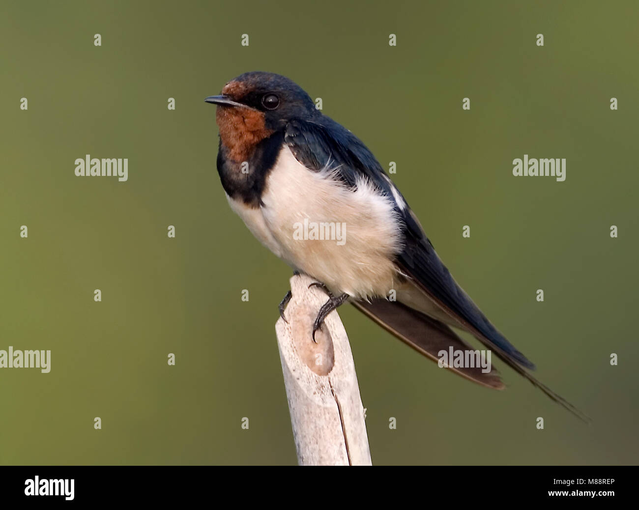 Zittende Boerenzwaluw, Hirondelle perché Banque D'Images