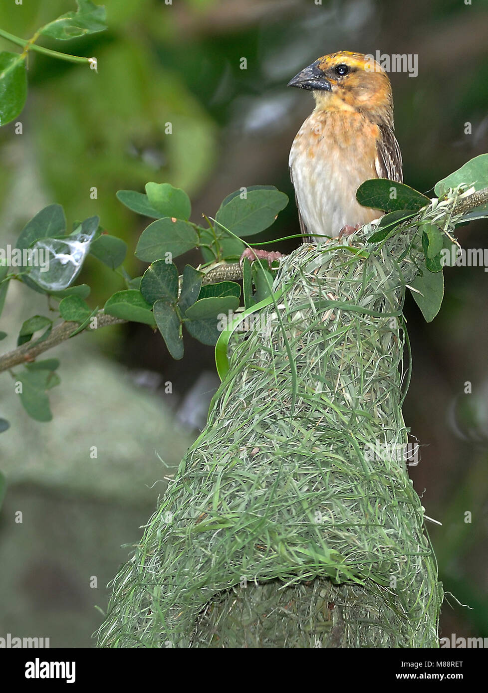 Bayawever bij nid, Baya Weaver près de nest Banque D'Images