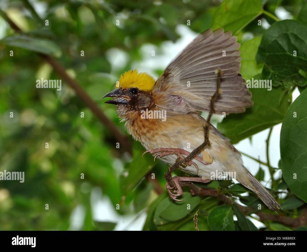 Bayawever, Baya Weaver Banque D'Images