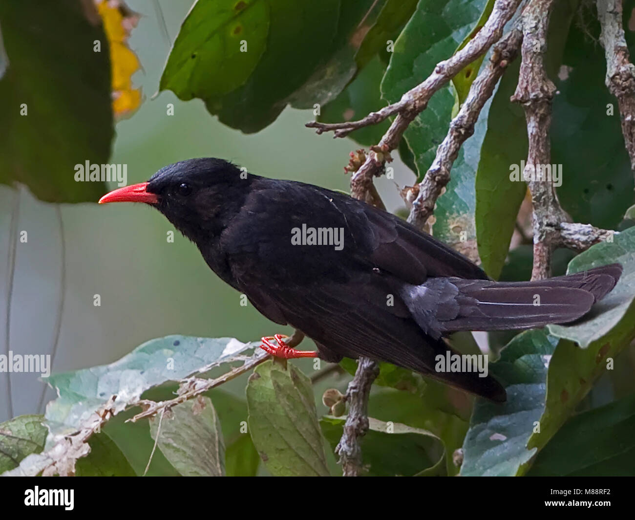 Schaunisland Himalayaanse Buulbuul, Himalayan Bulbul noir Banque D'Images