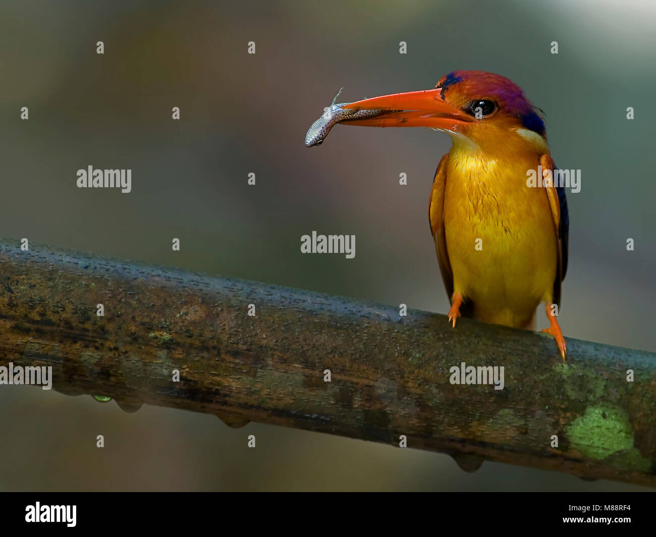 Jungledwergijsvogel rencontré vis, le Kingfisher avec poissons Banque D'Images