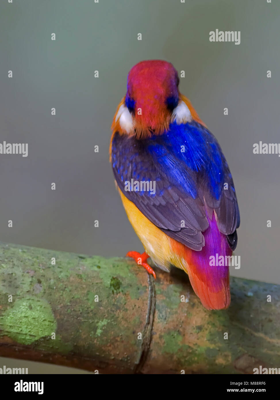 Jungledwergijsvogel, Kingfisher à dos noir Banque D'Images