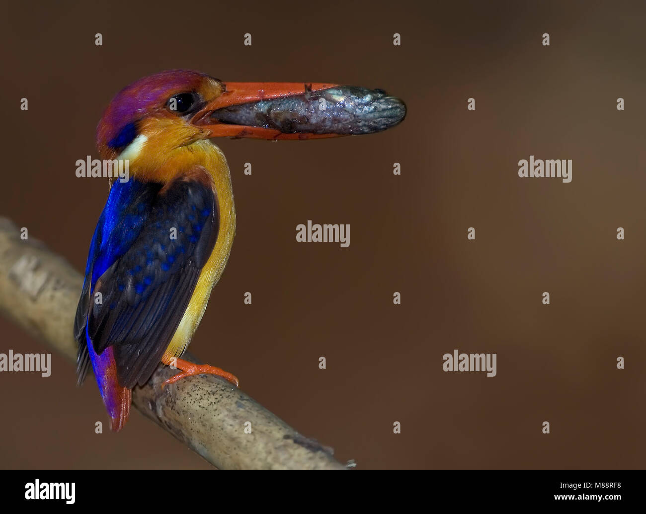 Jungledwergijsvogel rencontré vis, le Kingfisher avec poissons Banque D'Images