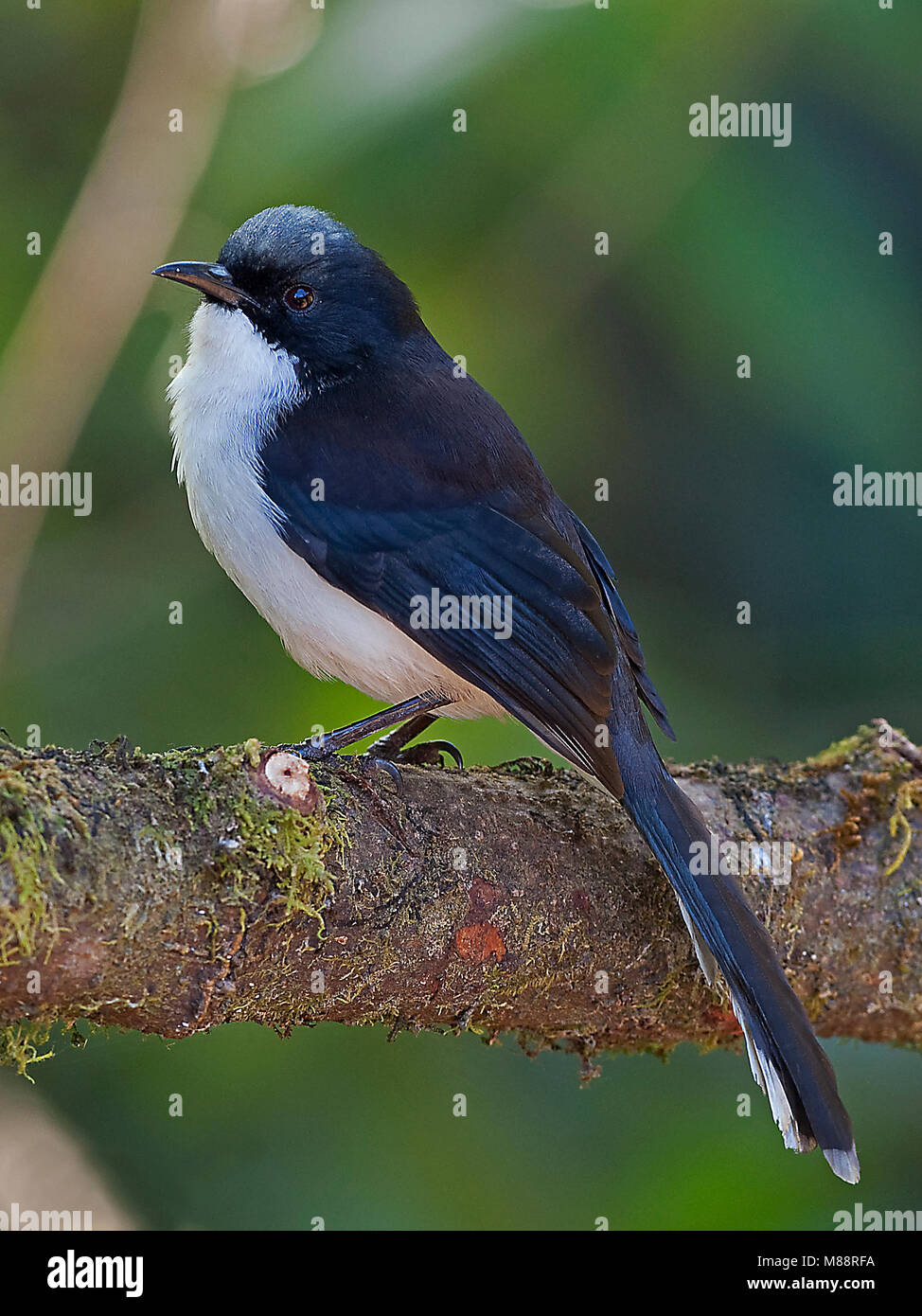 Ekstersibia, Sibia à dos noir Banque D'Images