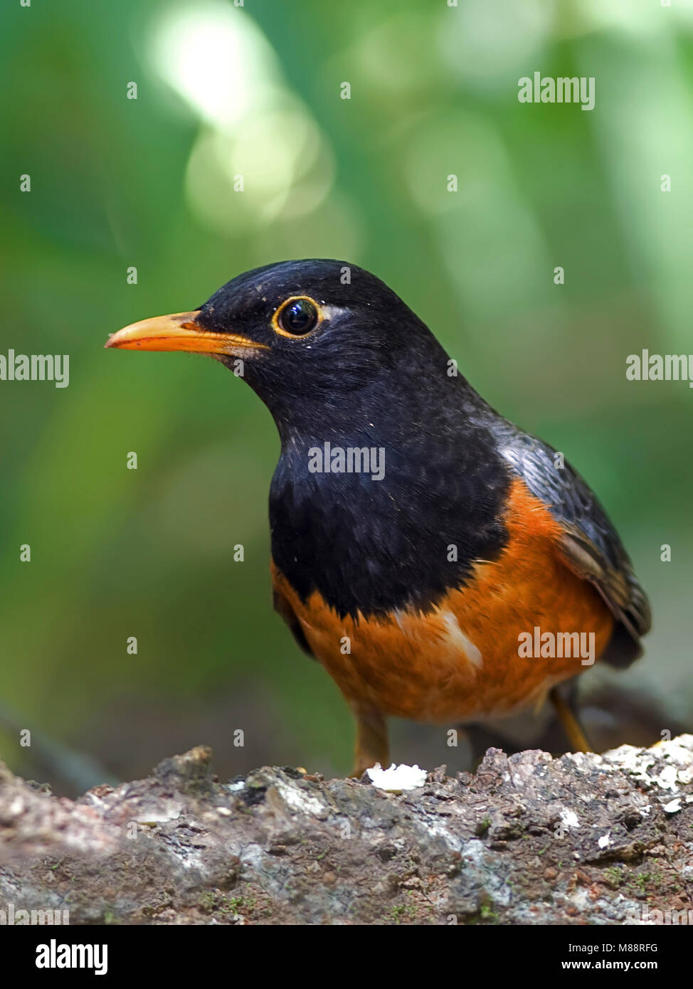 Mannetje, homme Zwartborstlijster Black-breasted Thrush Banque D'Images