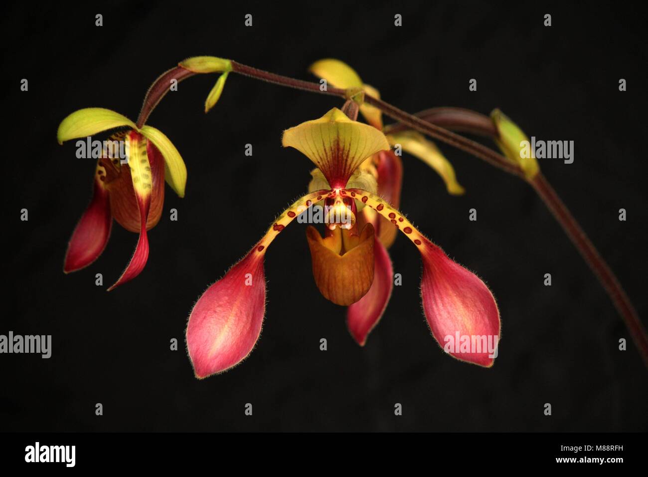 Paphiopedilum lowii Banque D'Images