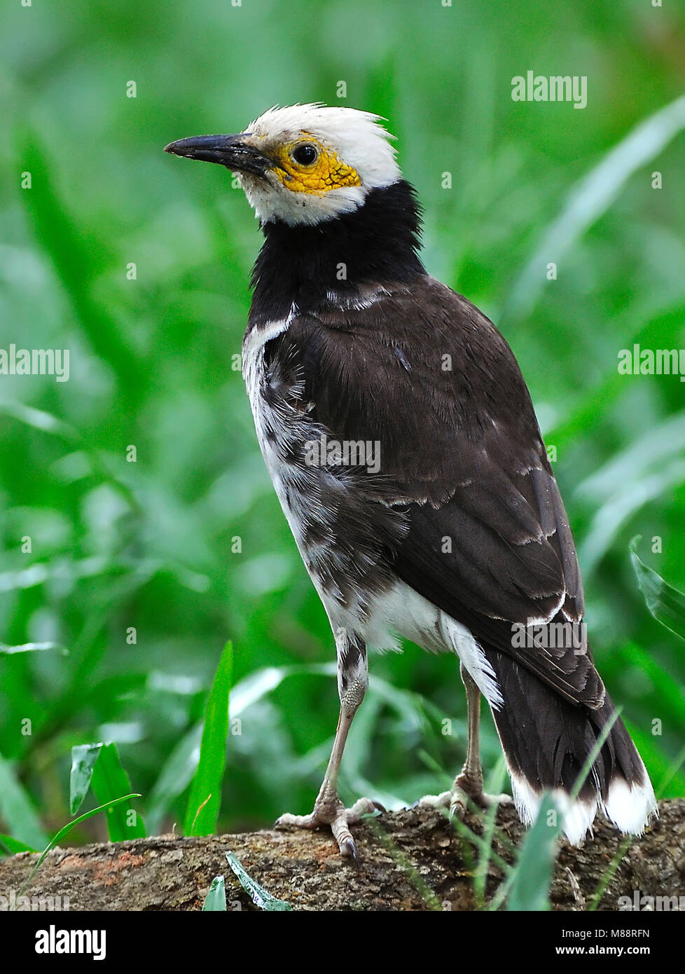 Dans Zwartkraagspreeuw gras, noir-pêcheur serpents de gras Banque D'Images