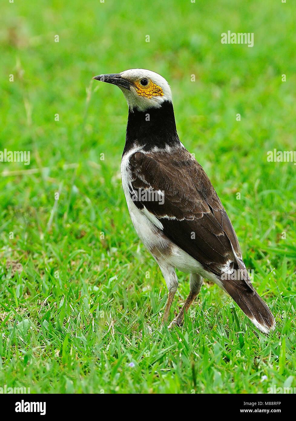 Dans Zwartkraagspreeuw gras, noir-pêcheur serpents de gras Banque D'Images