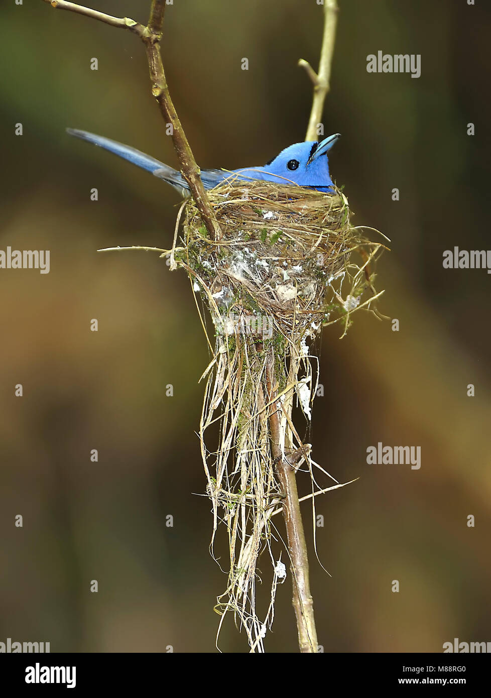 Zwartnekmonarch op nest, à cou noir monarque sur nest Banque D'Images