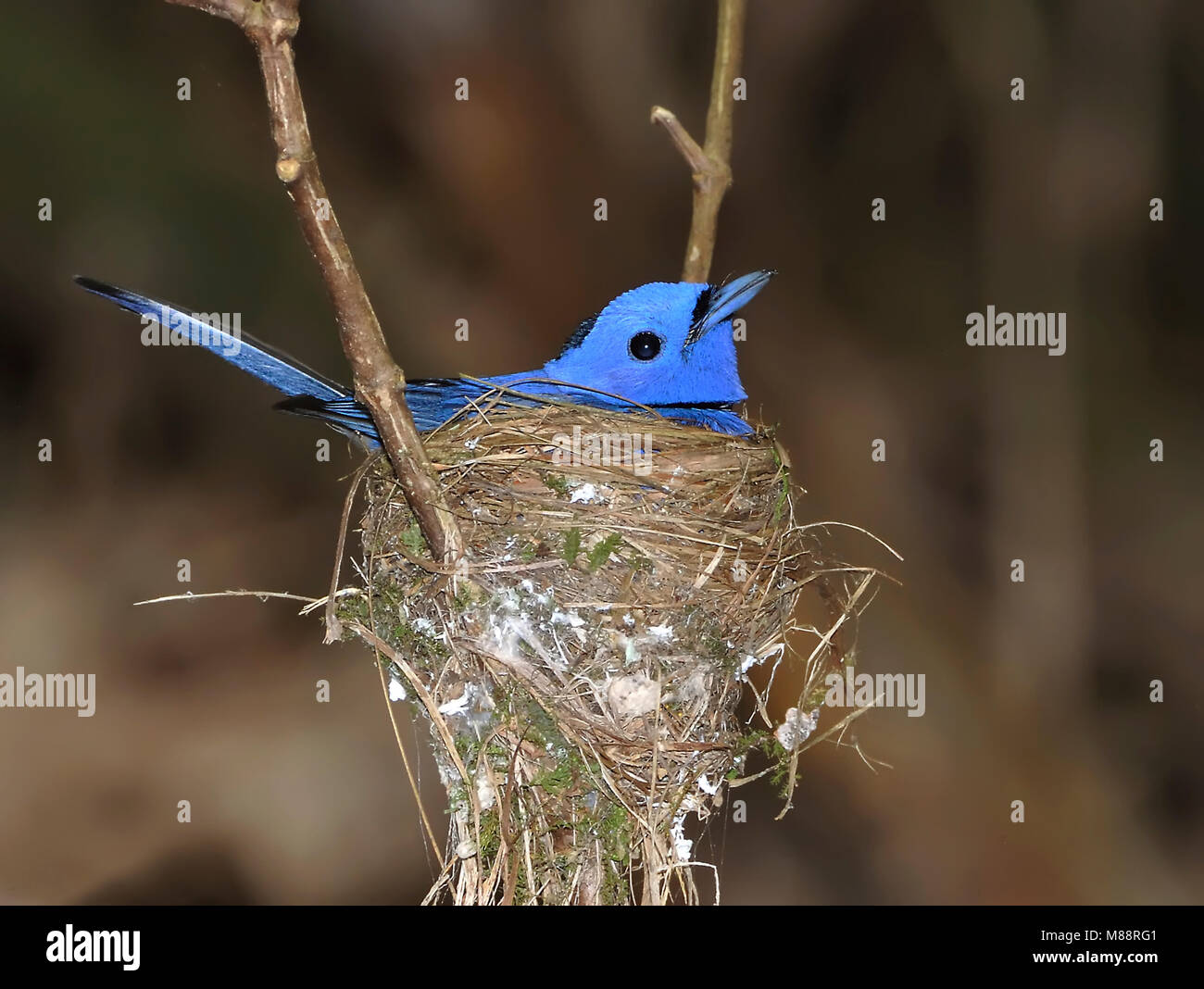 Zwartnekmonarch op nest, à cou noir monarque sur nest Banque D'Images