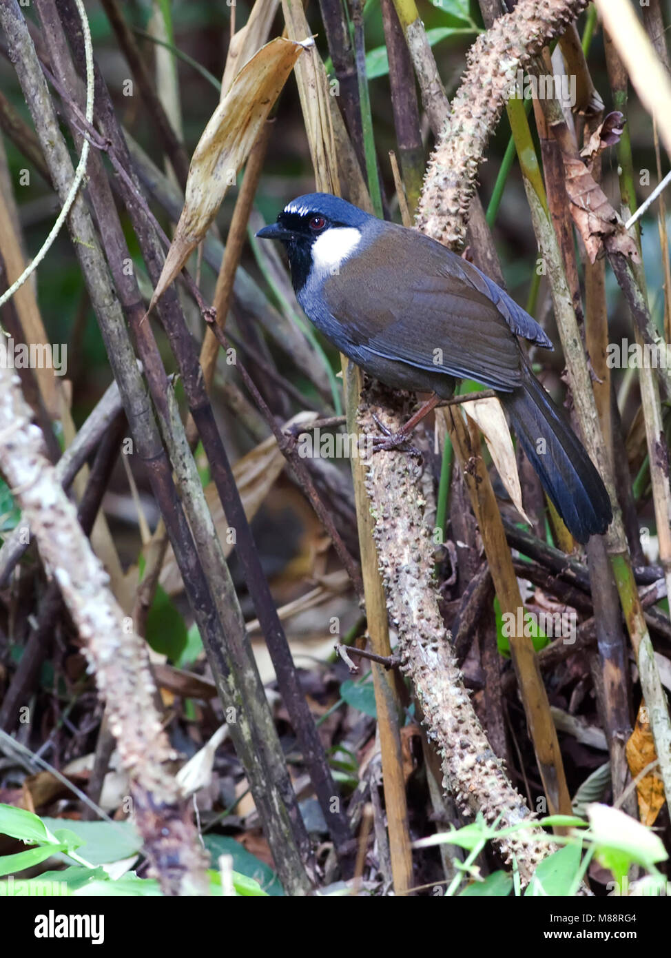 Zwartkeellijstergaai, Black-throated Laughingthrush Banque D'Images