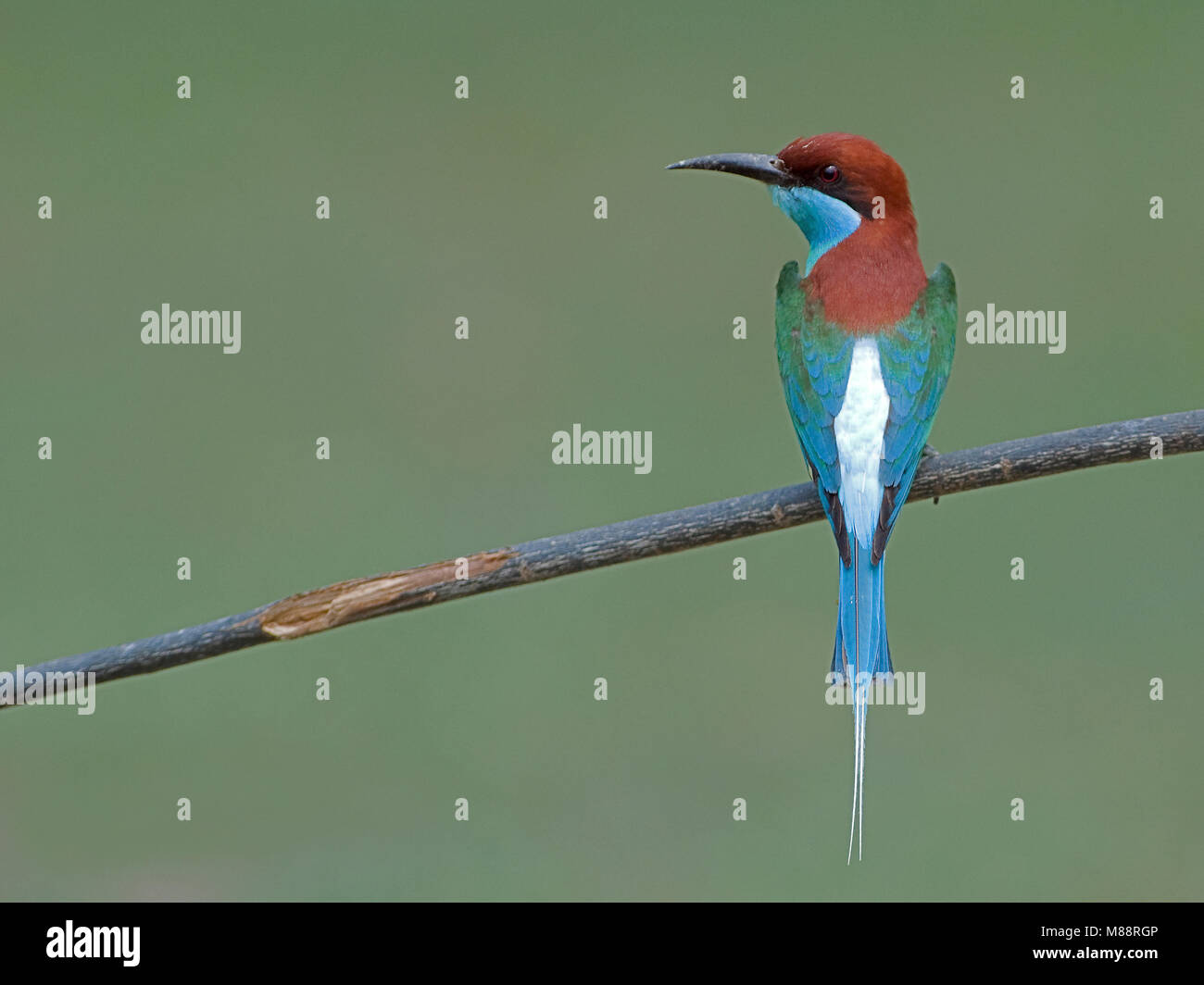 Maleise Bijeneter, Blue-throated Bee-eater Banque D'Images
