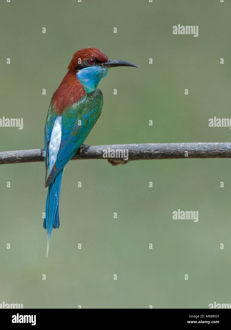Maleise Bijeneter, Blue-throated Bee-eater Banque D'Images