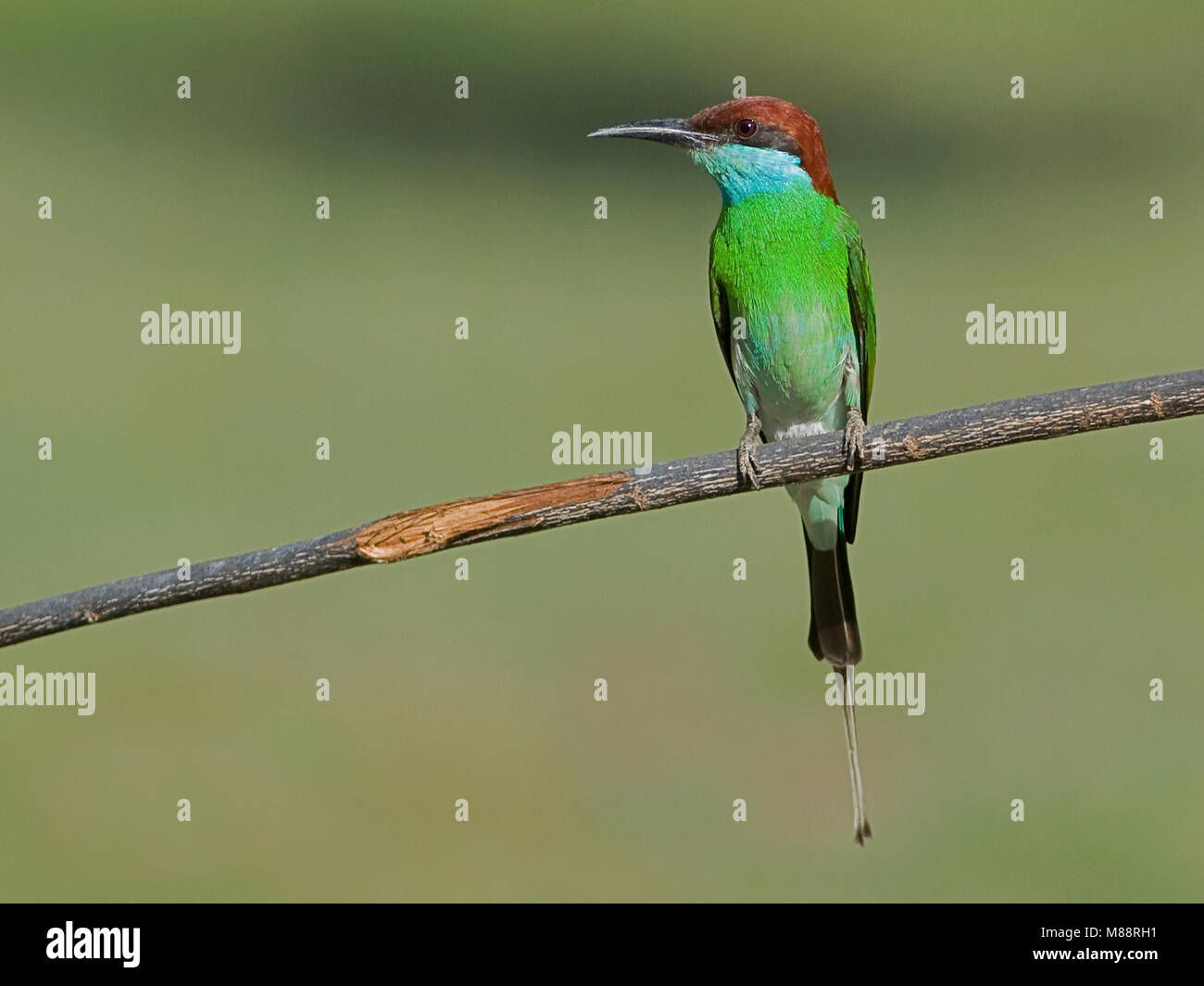 Maleise Bijeneter, Blue-throated Bee-eater Banque D'Images
