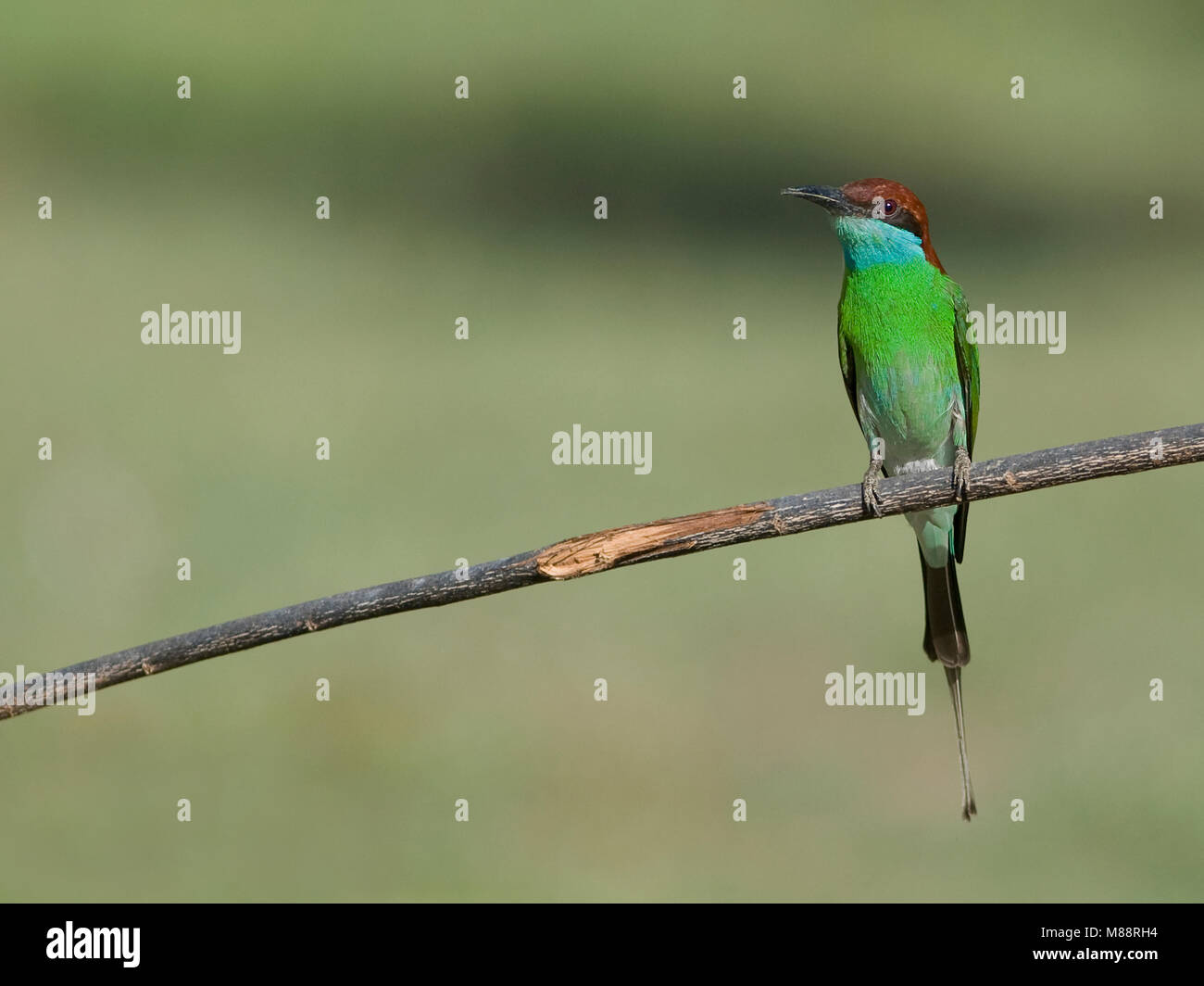Maleise Bijeneter, Blue-throated Bee-eater Banque D'Images