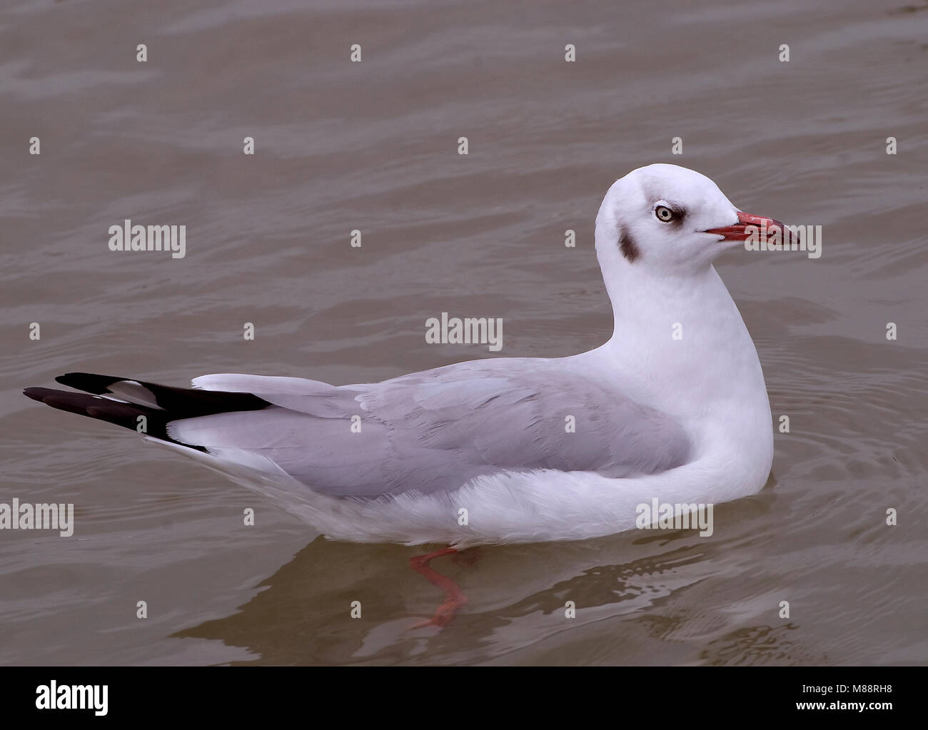 Dans Bruinkopmeeuw winterkleed, mouette à tête brune dans winterplumage Banque D'Images
