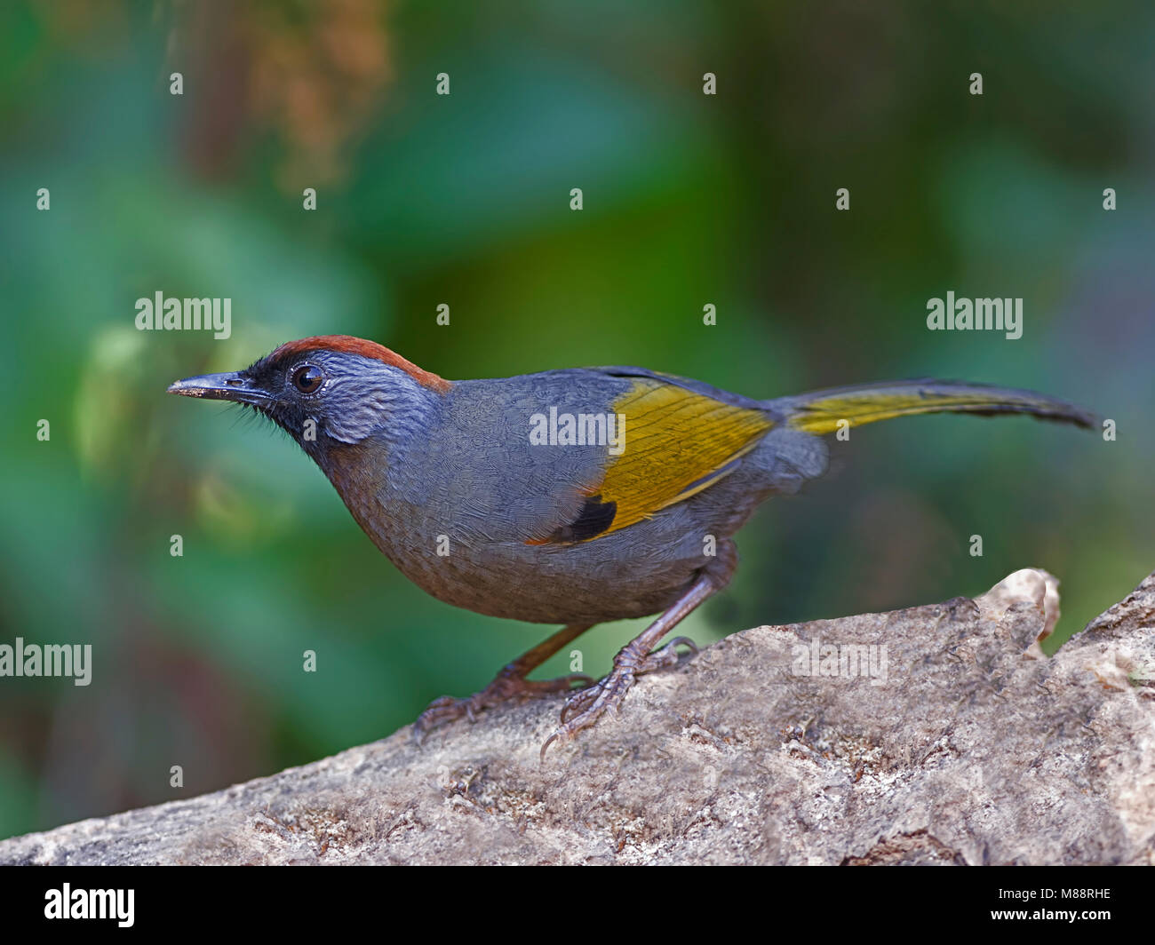 Roodkoplijstergaai, Chestnut-Laughingthrush couronné Banque D'Images
