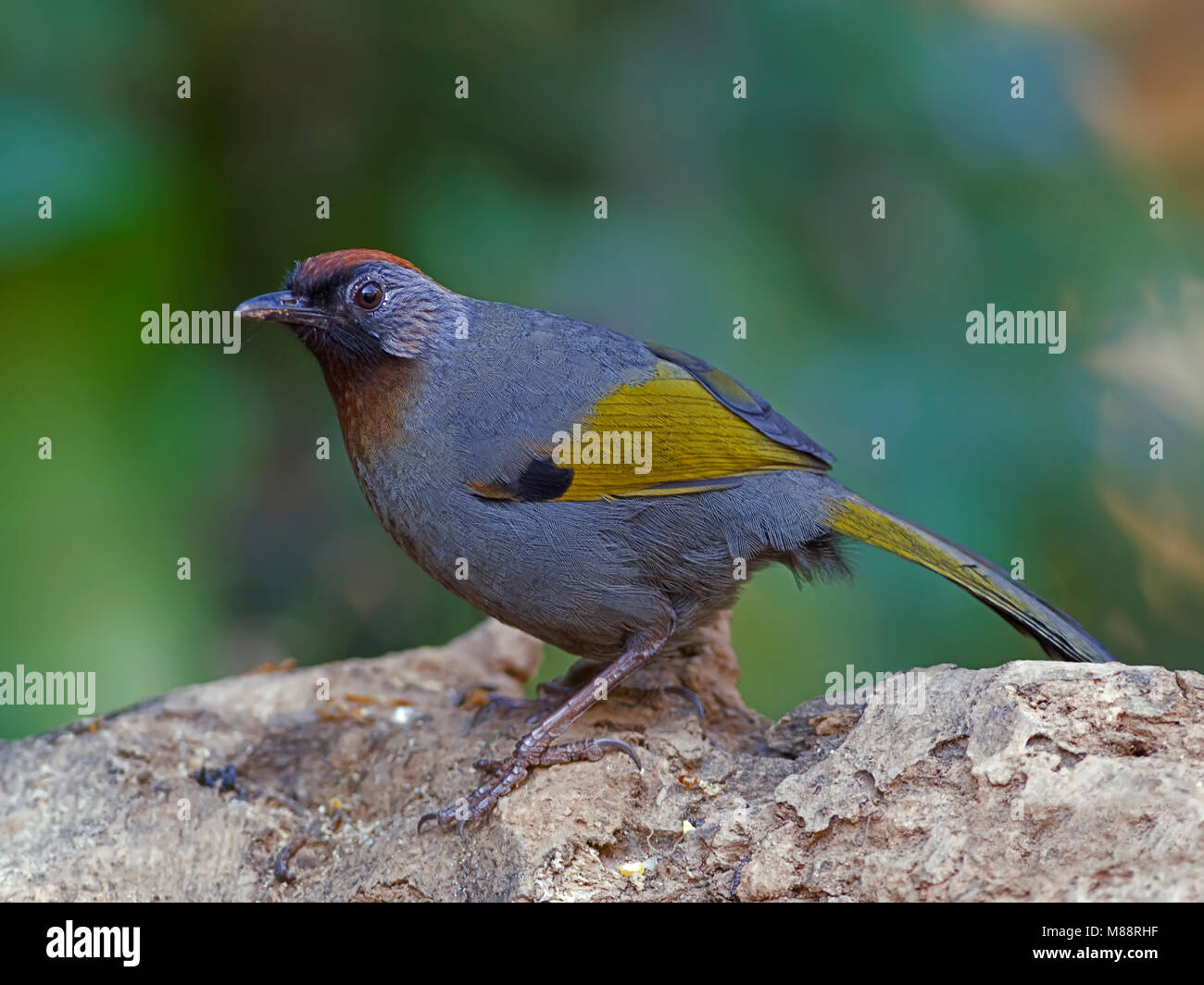 Roodkoplijstergaai, Chestnut-Laughingthrush couronné Banque D'Images