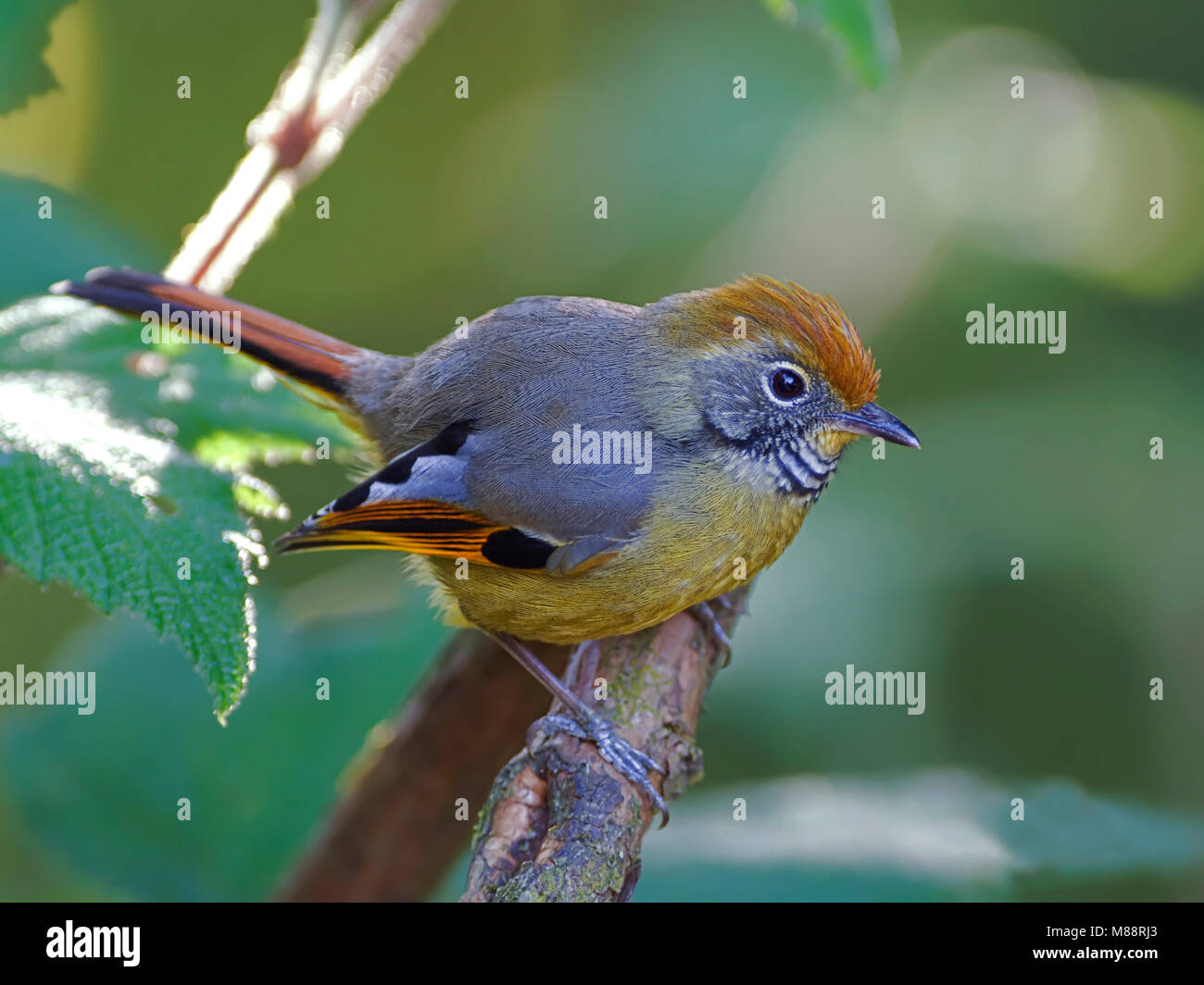 Ornaatminla la, Banque D'Images