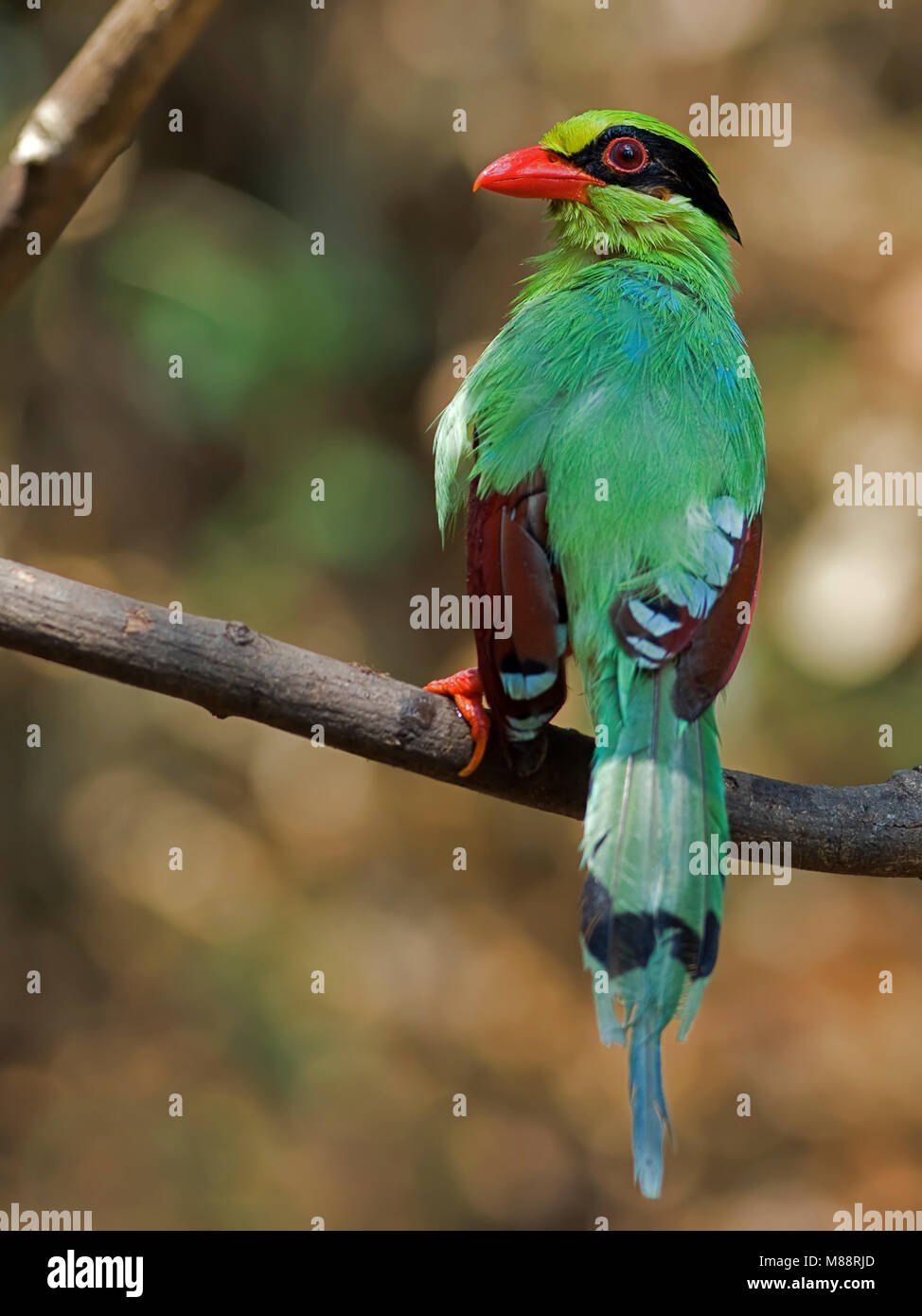 Groene Kitta, Pie vert Banque D'Images