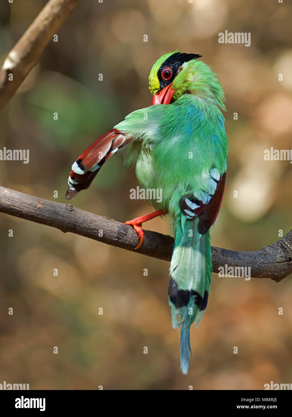 Groene Kitta, Pie vert Banque D'Images