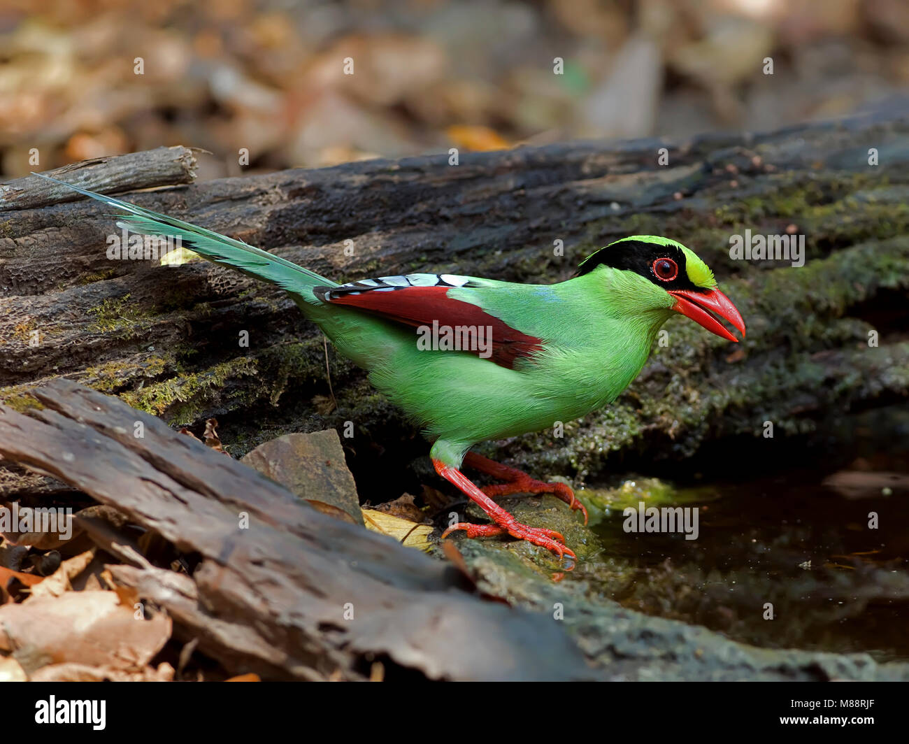 Groene Kitta, Pie vert Banque D'Images