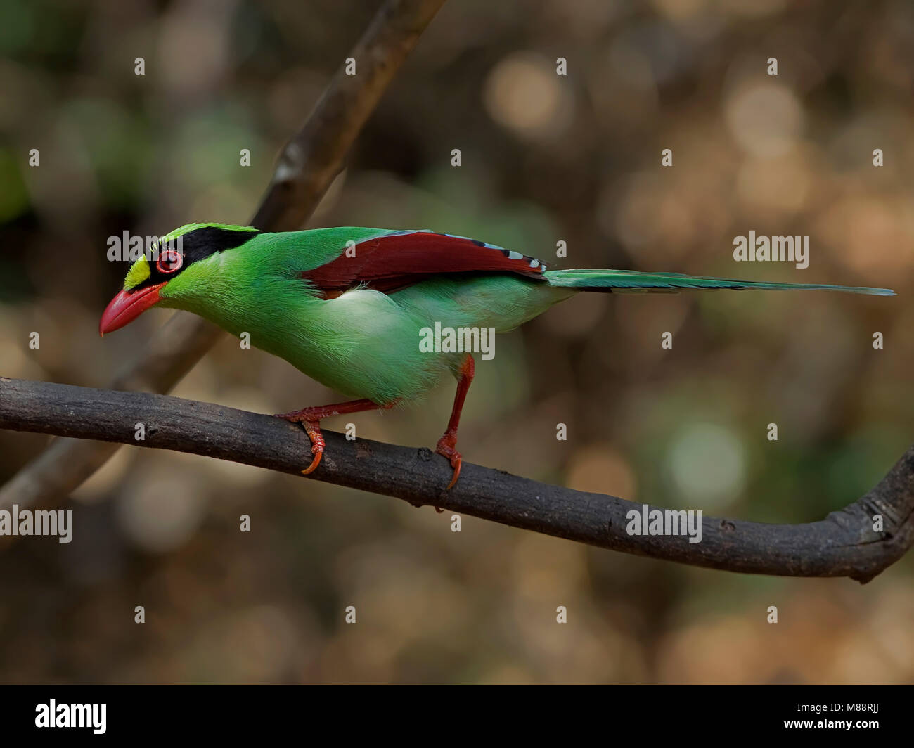 Groene Kitta, Pie vert Banque D'Images