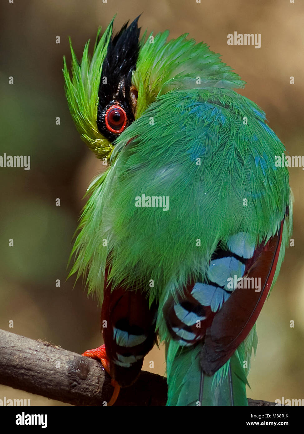 Poetsende Groene Kitta, lissage Magpie vert Banque D'Images