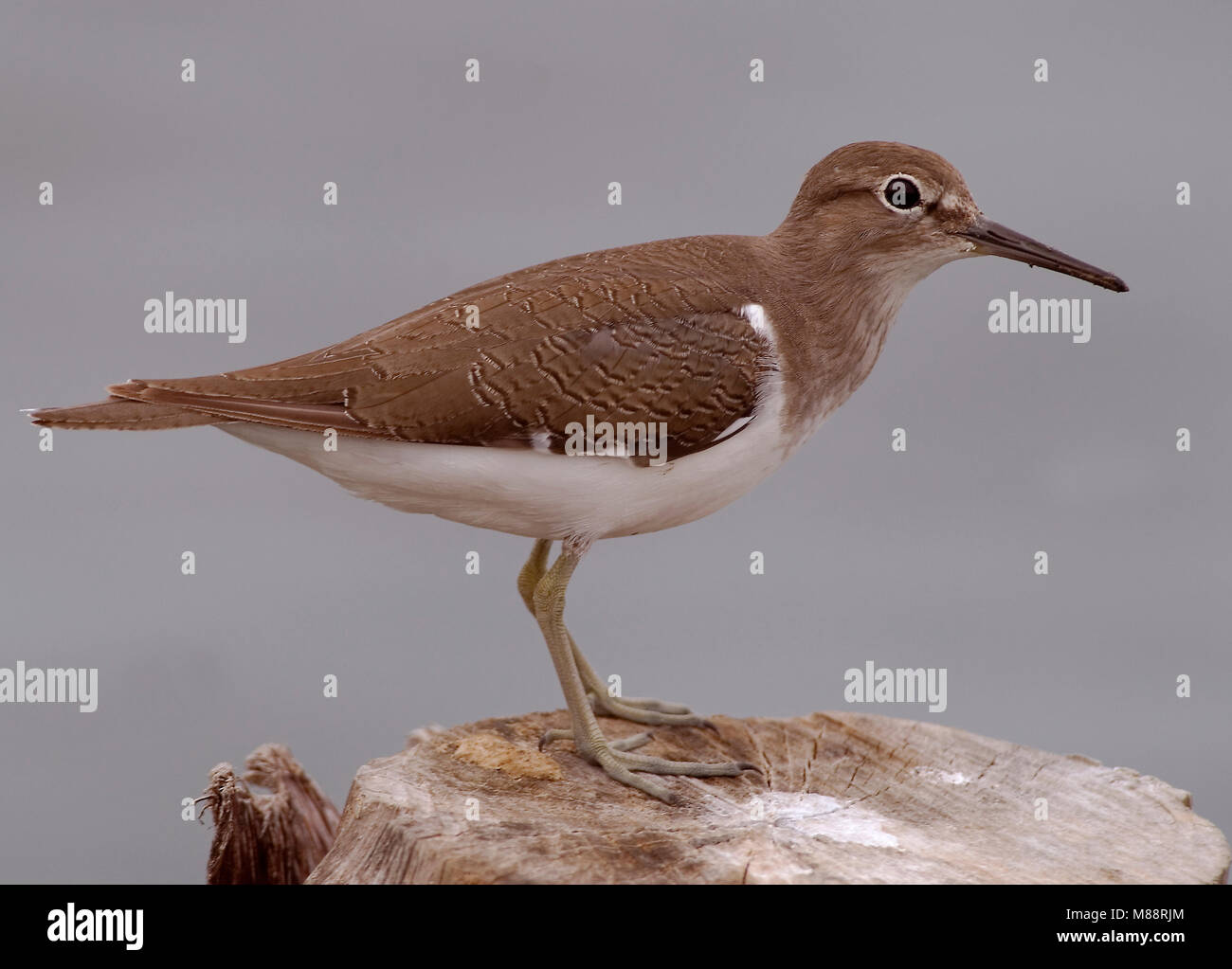 Blanc, Oeverloper Banque D'Images