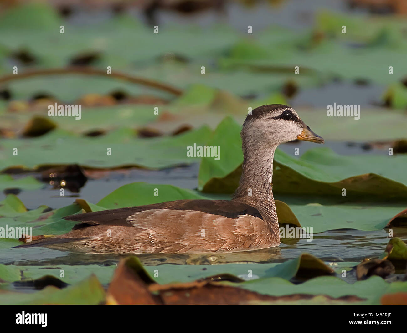 Coromandeleend Vrouwtje, femme pygmée coton-goose Banque D'Images