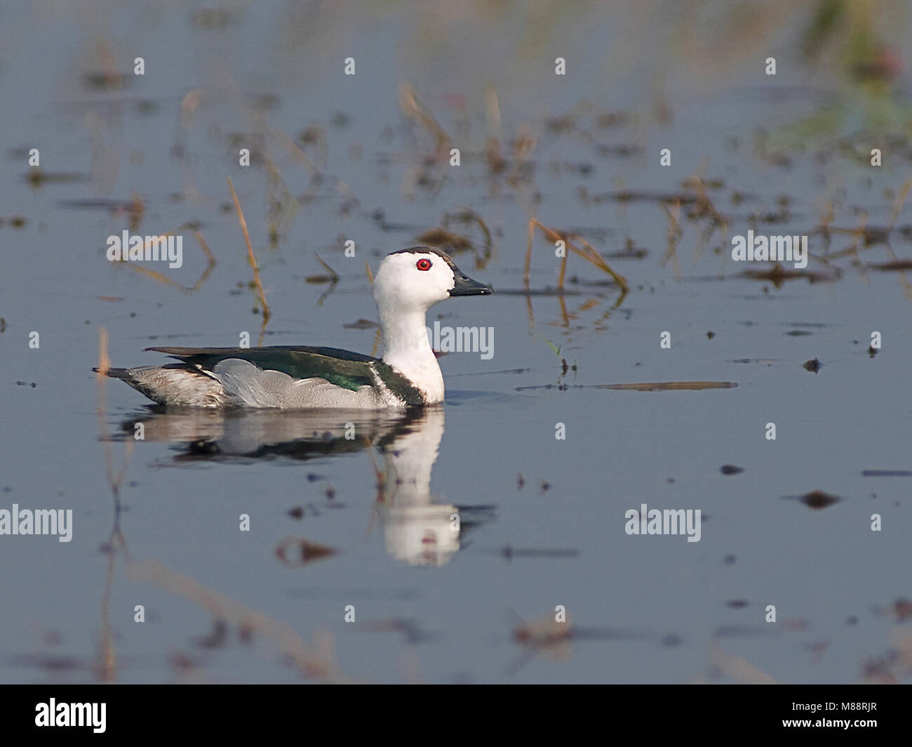 Mannetje, homme Coromandeleend pygmée coton-goose Banque D'Images