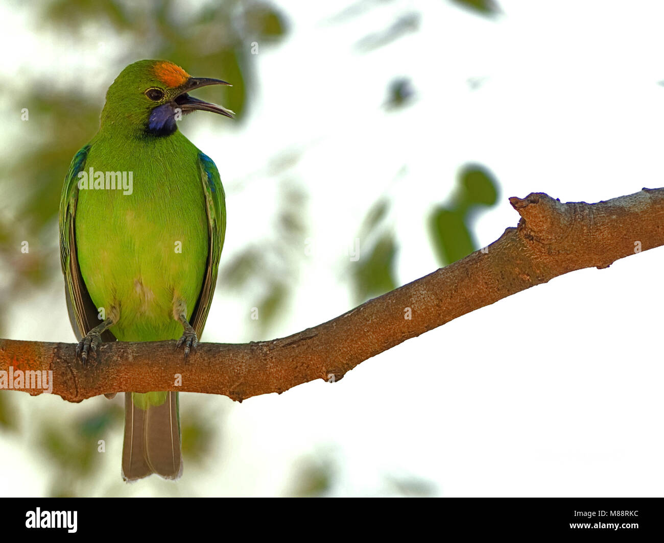 Goudvoorhoofdbladvogel Roepende à front d'or, appelant Leafbird Banque D'Images
