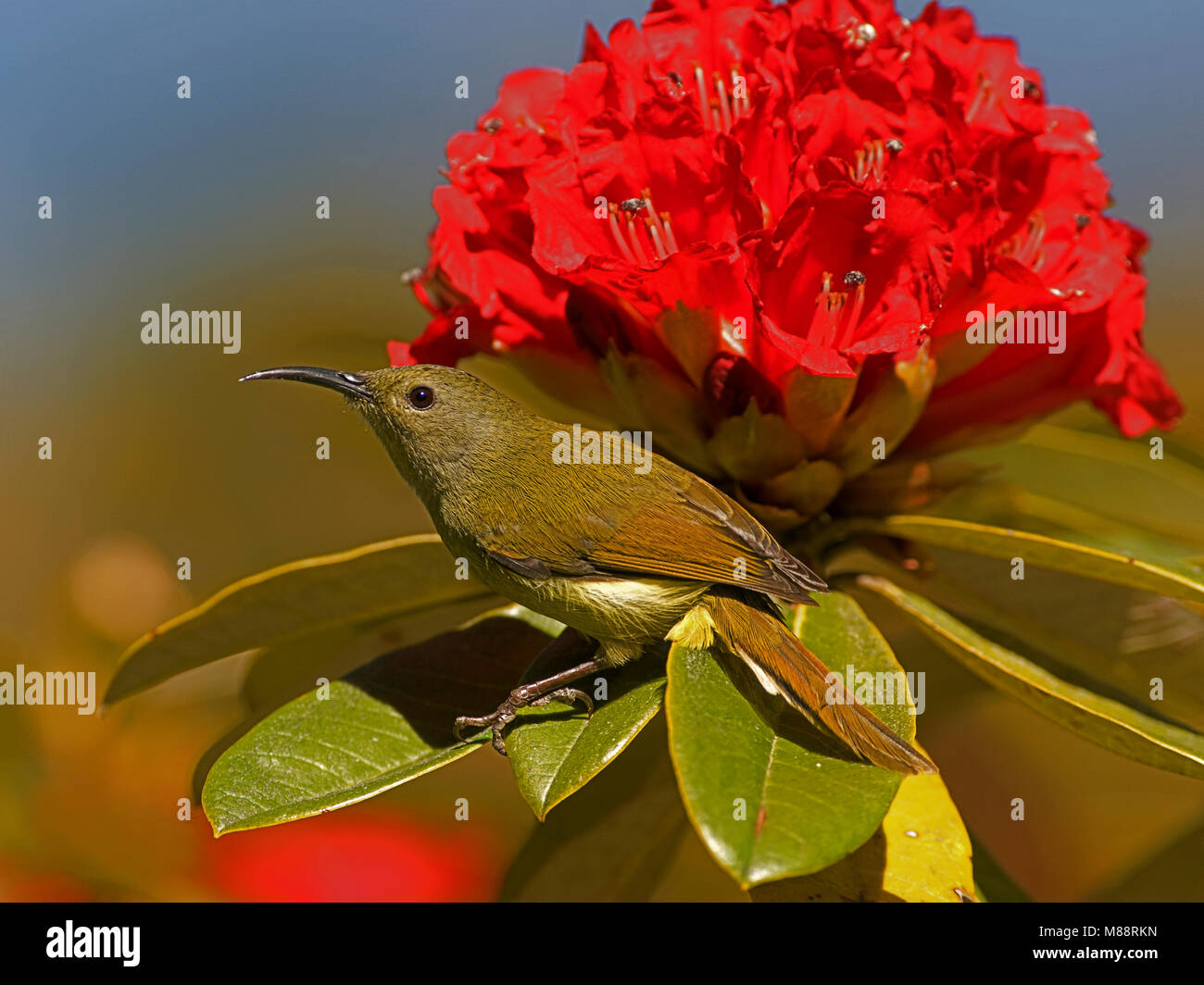 Groenstaarthoningzuiger Vrouwtje, femme Green-tailed Sunbird Banque D'Images