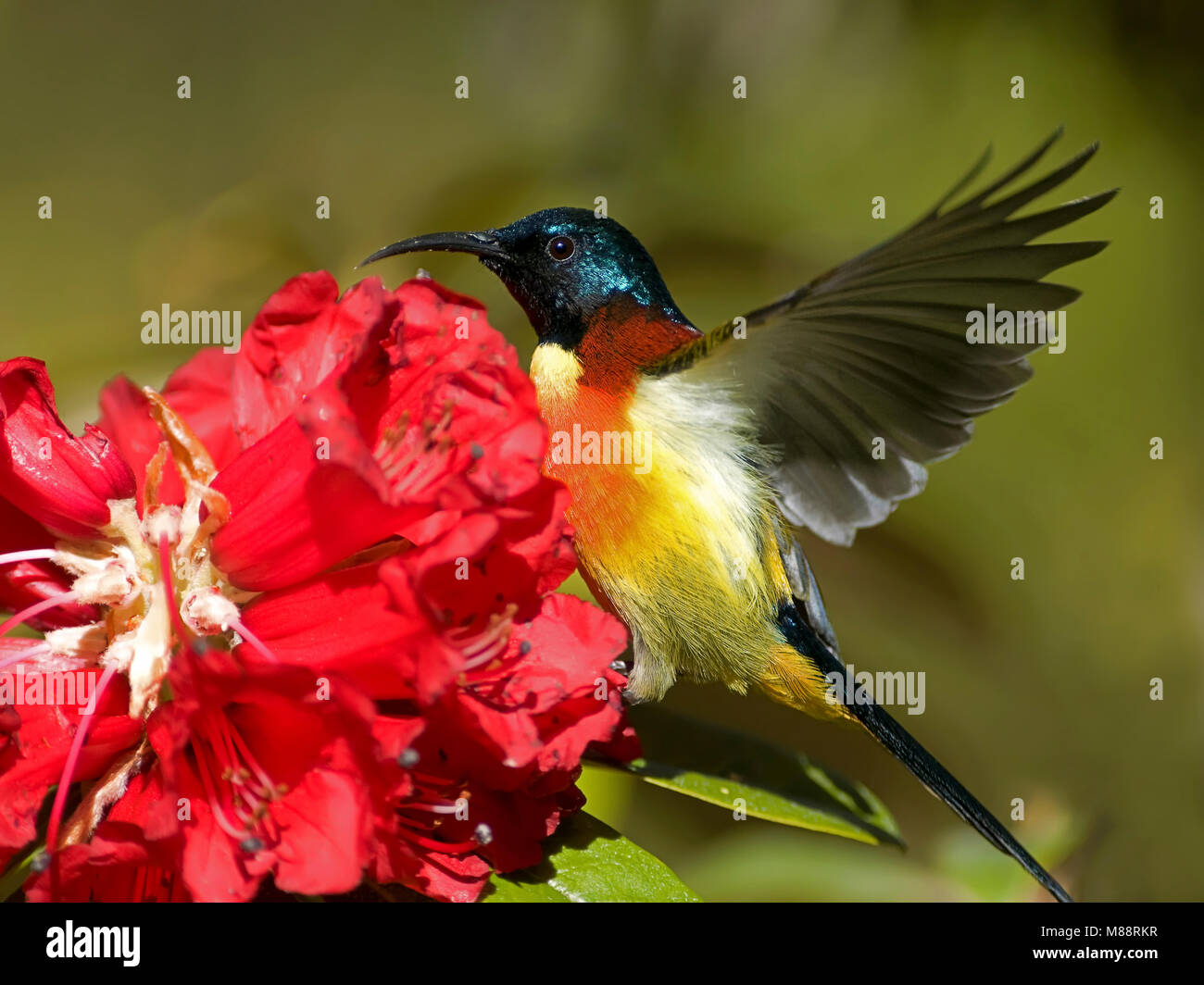 Mannetje, homme Groenstaarthoningzuiger Souimanga à queue verte Banque D'Images
