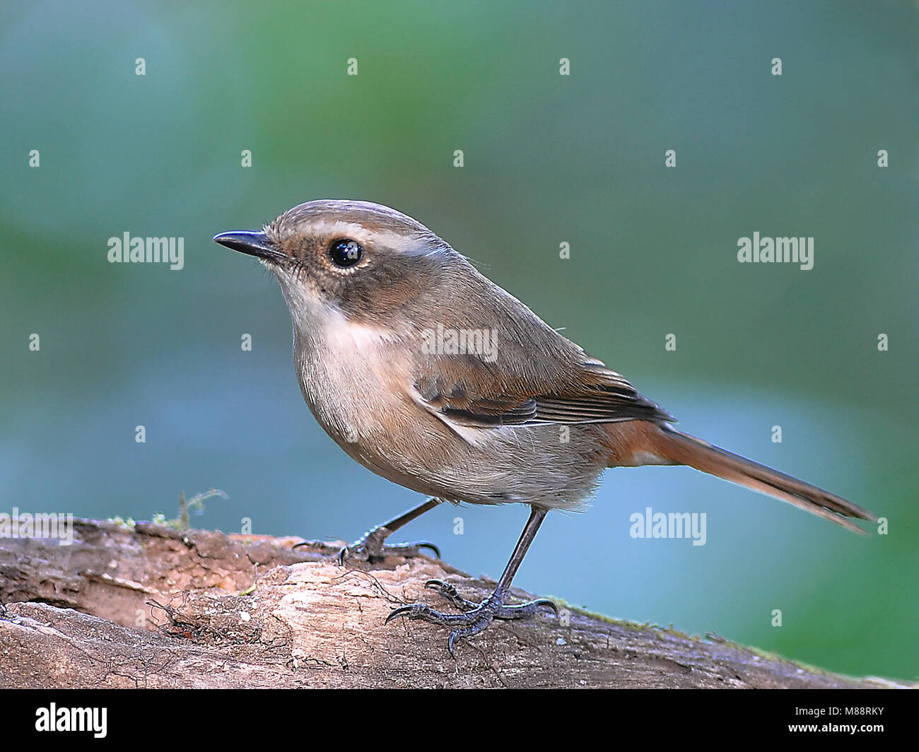 Grijs Paapje Vrouwtje Bushchat, femelle gris Banque D'Images