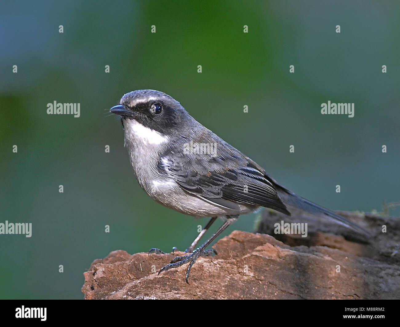 Mannetje Grijs Paapje Bushchat gris mâle, Banque D'Images