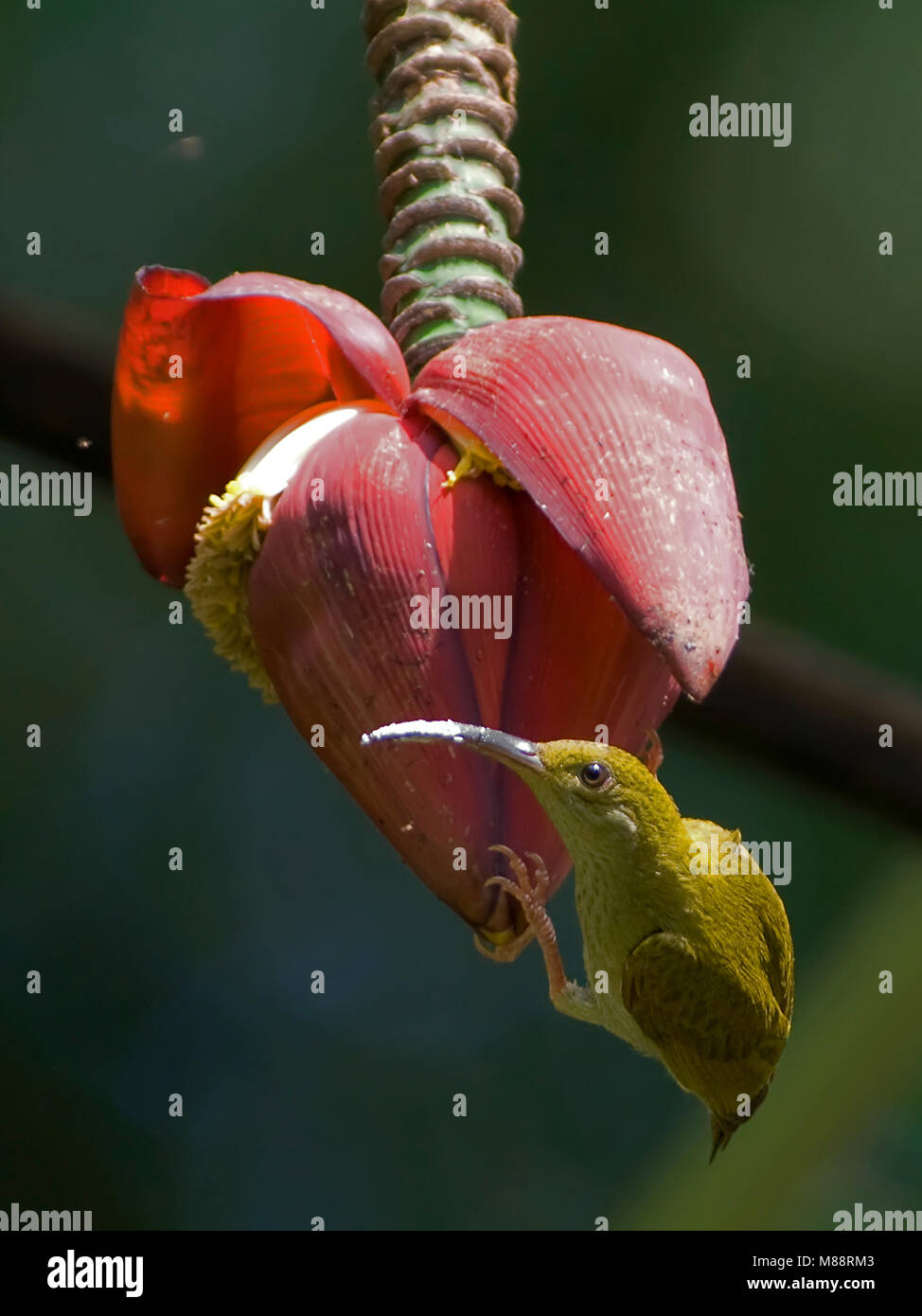 Foeragerende Grijsborstspinnenjager Maleise, Grey-breasted nourriture Spiderhunter Banque D'Images